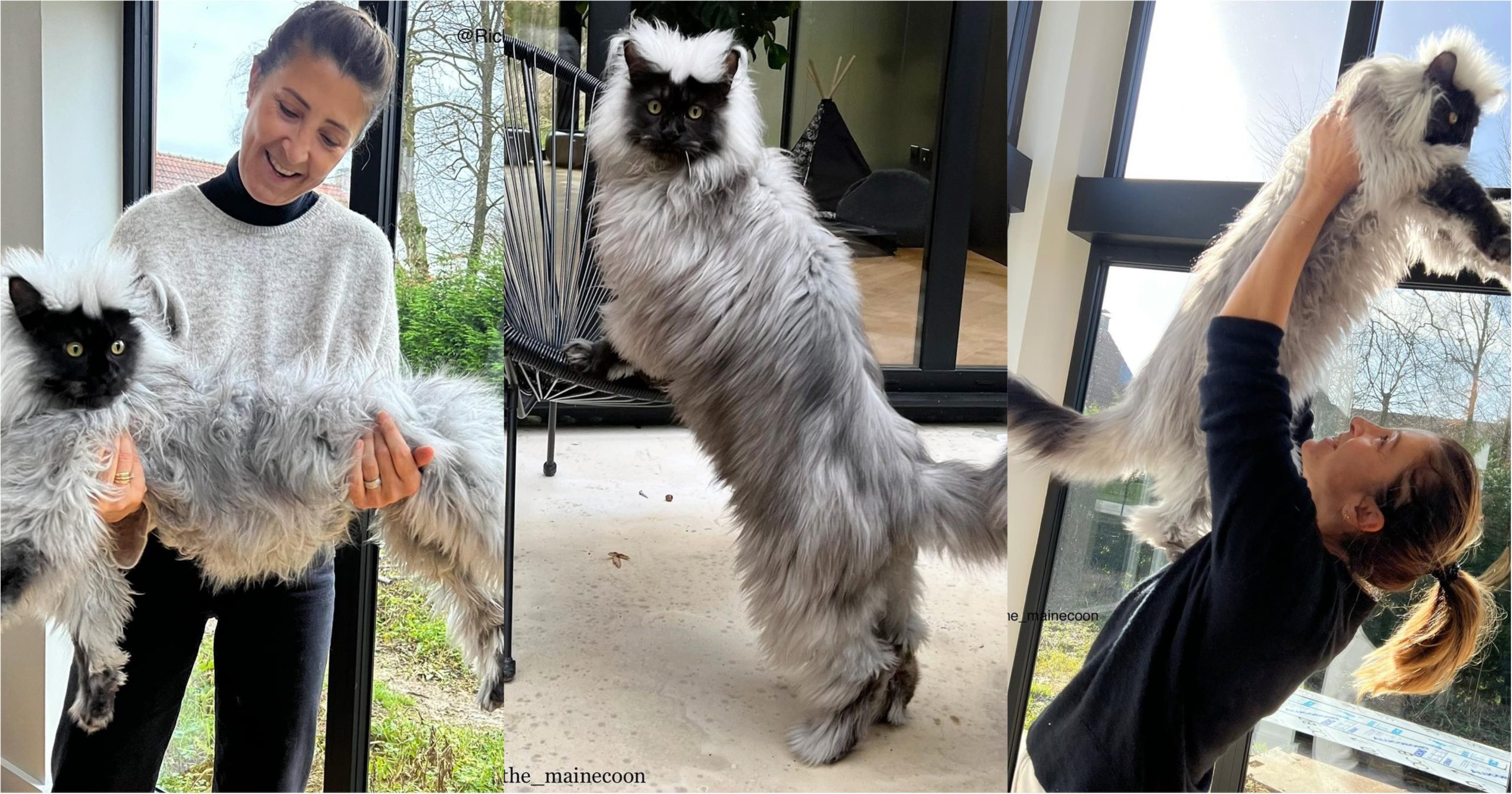Fizikal yang besar dan bvlu yang gebu, kucing gergasi baka Maine Coon kini jadi sensasi internet_6224659af1a1b.jpeg