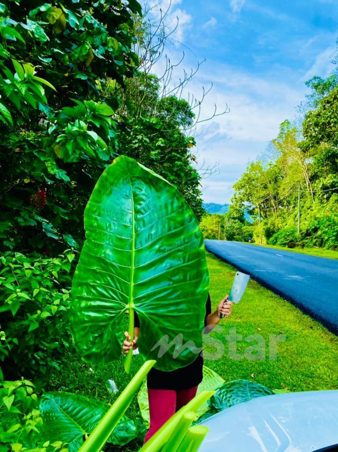 pokok keladi 3