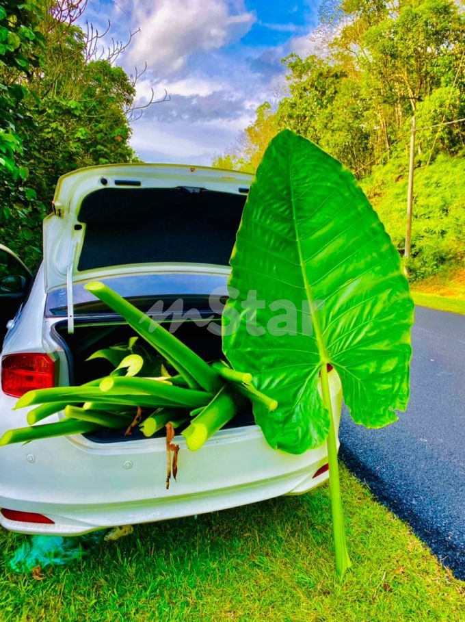 pokok keladi 2