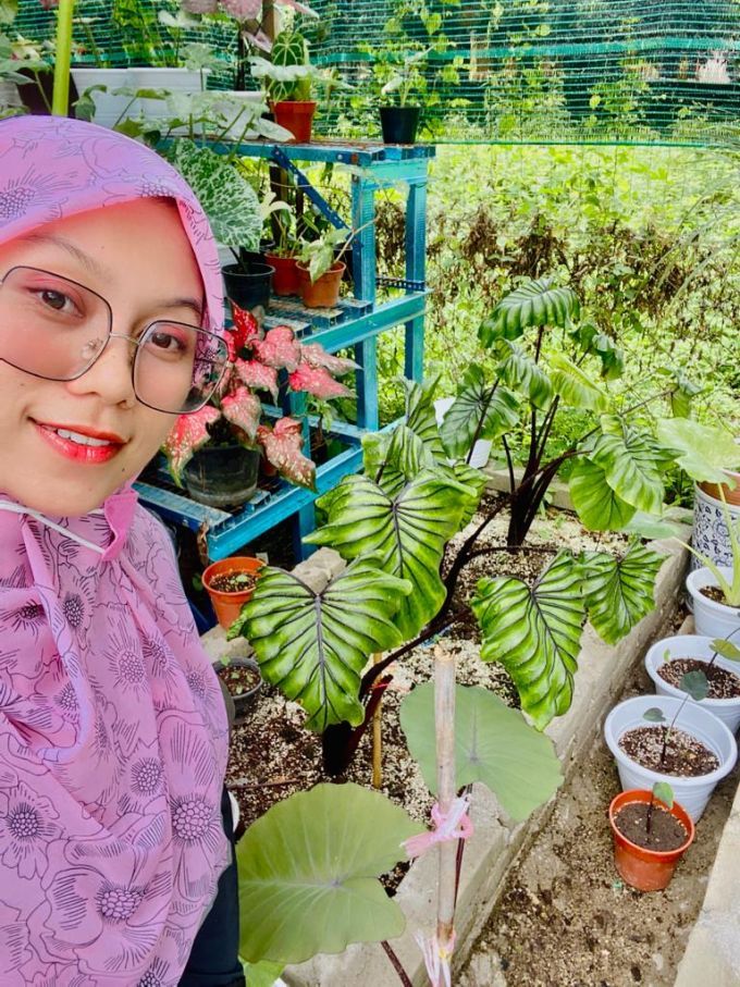pokok keladi 6