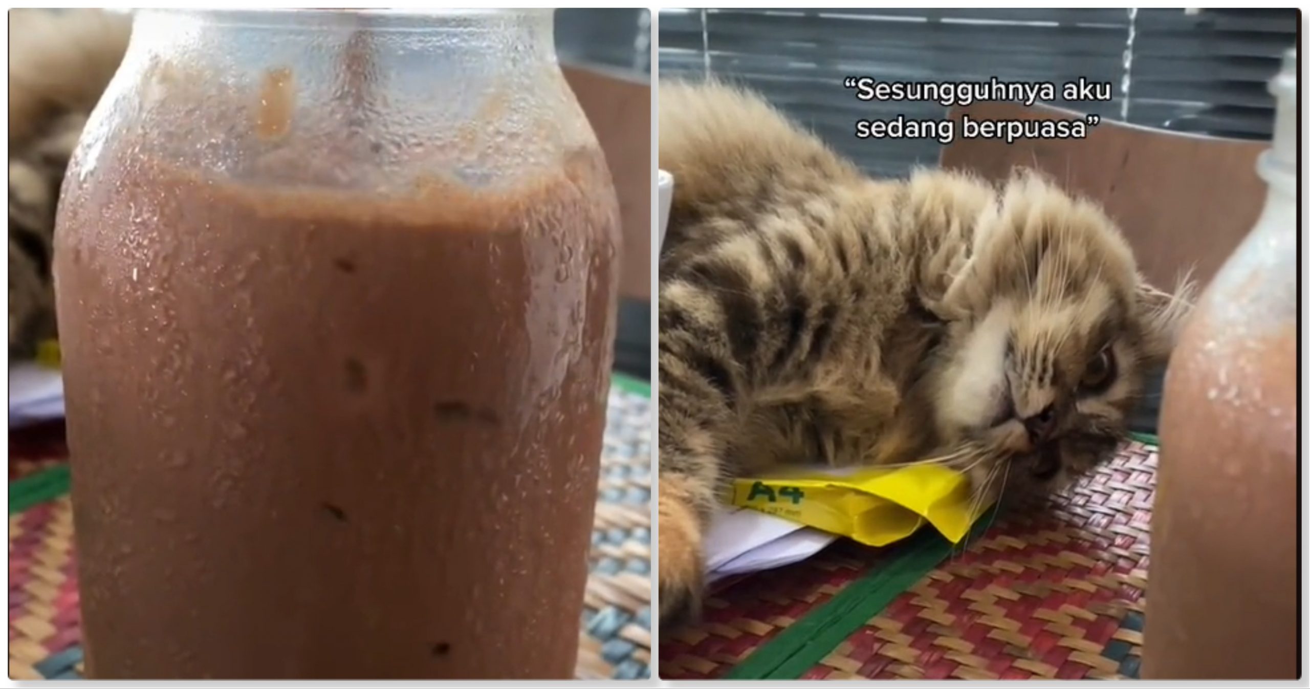 “Besar biji mata tengok,” – ibarat orang berpuasa, gelagat kucing tenung air milo buat ramai terhibur_625fb4d6a430a.jpeg
