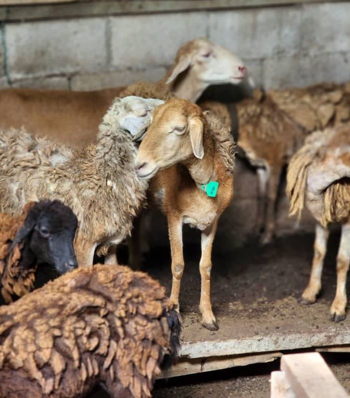 kambing 3