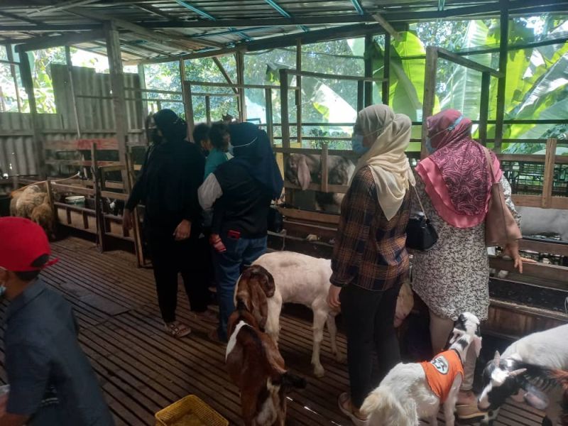 kambing 1