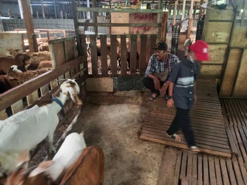 kambing 2