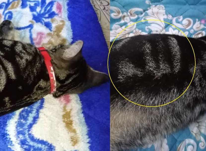 Suka tidur atas sejadah, pemilik baru sedar ada kalimah Allah pada badan kucing… Anggap ada mesej yang mahu disampaikan_627f4d5735a0c.jpeg